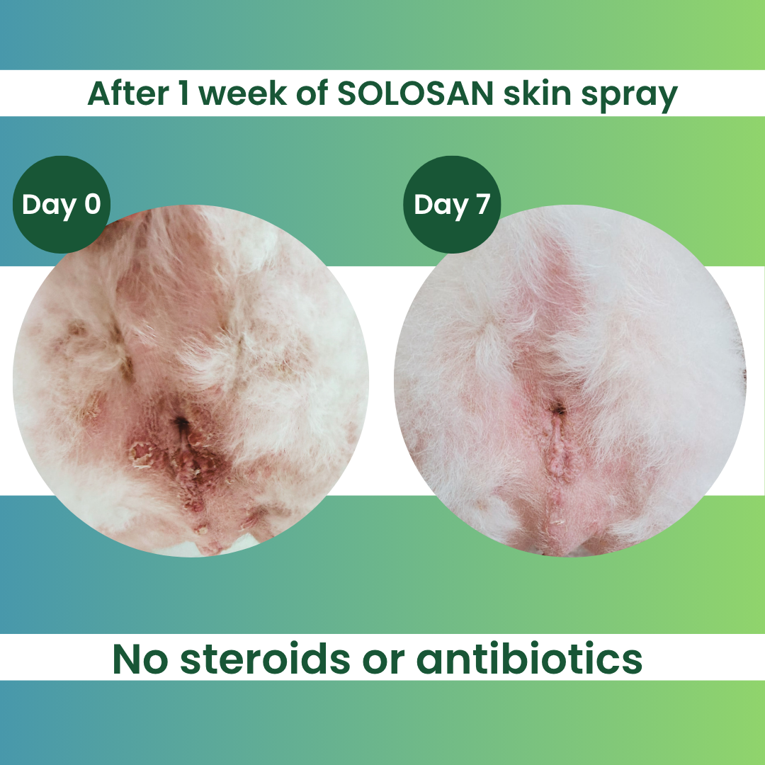 Before and after effects of using Solosan Pet Spray in 7 days.